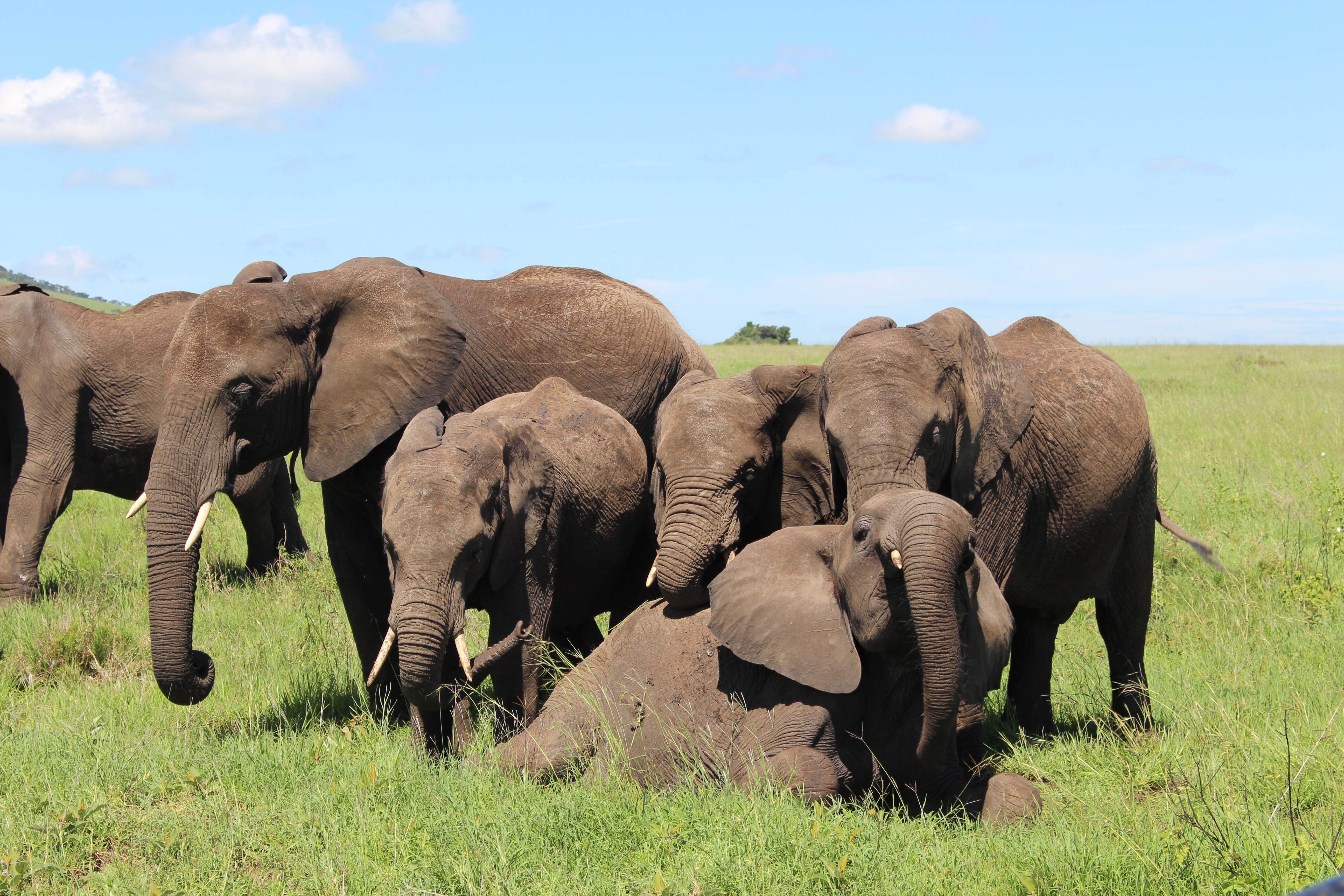 Elephant in Tarangire National Park